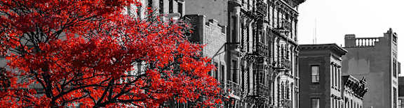 a red tree in front of a row of buildings