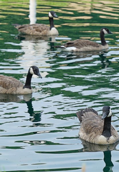 swimming geese at Wythe Creek apartments in Poquoson VA