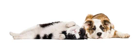 A black and white cat and a brown and white dog are lying down together.
