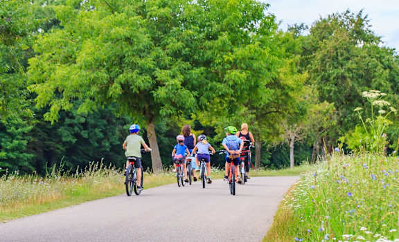 A group of people riding bikes on a road surrounded by greenery.