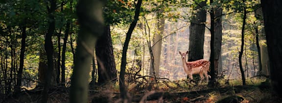 A deer is standing in a forest with trees and foliage.