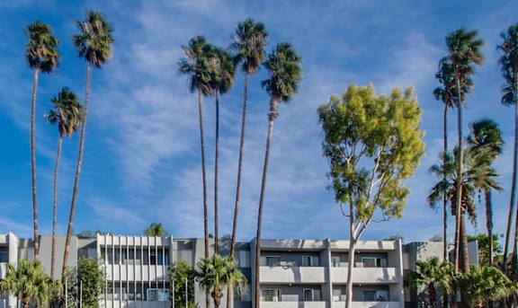 Palm trees in front of a building.