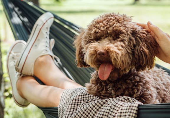 A person is lying in a hammock with a brown dog.