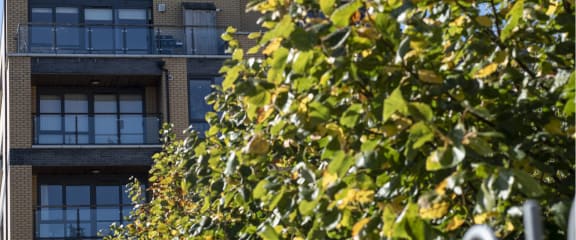 the building where the hotel is located is seen behind a tree