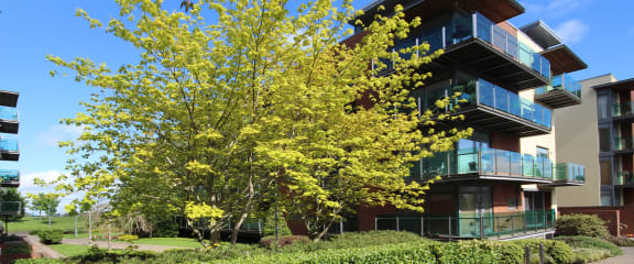 a tree in front of an apartment building
