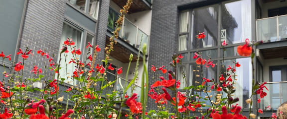 a row of houses with red flowers in front of them