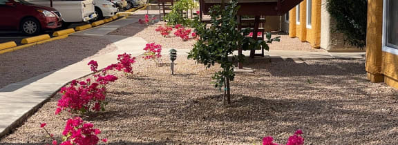 a yard with pink flowers and a parking meter