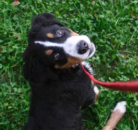 A dog is playing with a red ribbon on the grass at Arise Riverside Apartments, Austin, TX, 78741