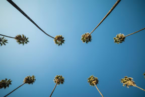 Palm Trees and Blue Skies in Riverside, California