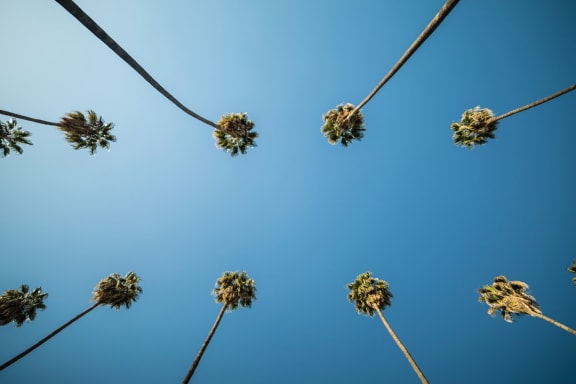 Southern California Palm Trees in Canoga Park