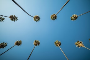 Southern California Palm Trees in Moreno Valley