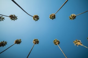 Palm Trees and Blue Skies in Canoga Park
