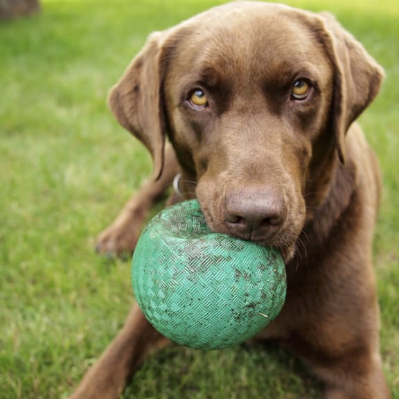 a brown dog with a green ball in its mouth