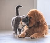 Dog and Cat at Amber Hill, West Virginia
