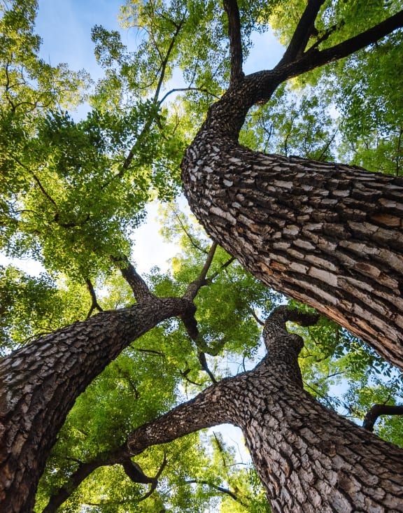 Tall trees in sunshine