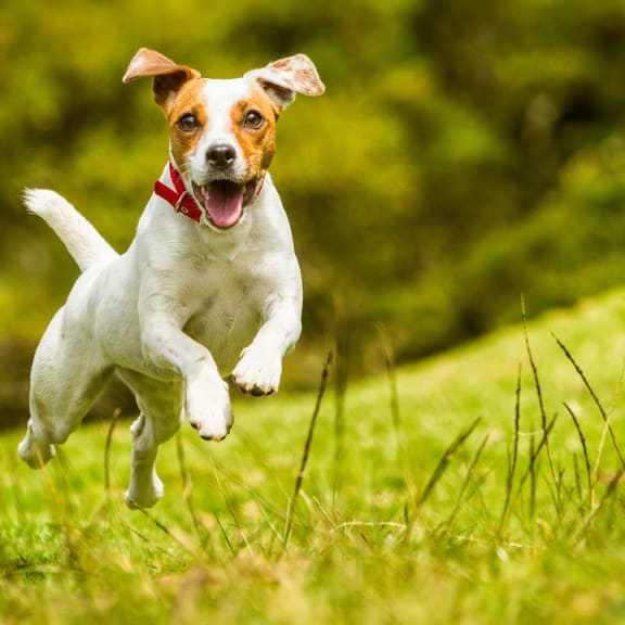 a small dog running through the grass at Viceroy Apartments, Durham , North Carolina