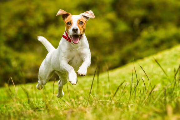 a small dog running through the grass at Viceroy Apartments, Durham , 27707