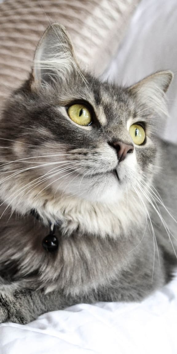 a gray and white cat laying on a bed