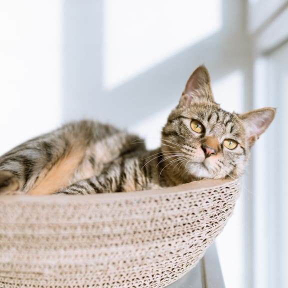 a cat laying in a basket by a window