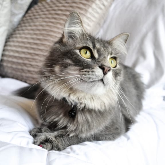 a gray and white cat laying on a bed