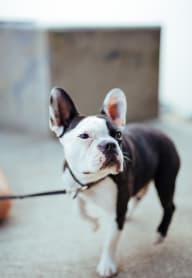 a small black and white dog on a leash at Gage On Sixth, Washington