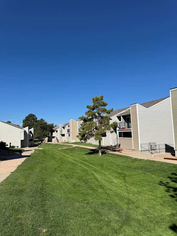 A tree stands in a grassy yard surrounded by apartment buildings.