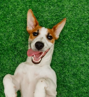 Happy Jack Russell terrier laying on back smiling