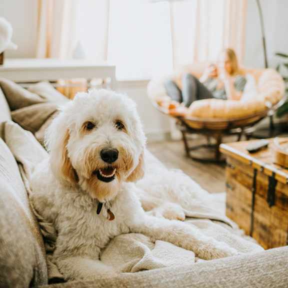 A dog is sitting on a couch in a bright living room.