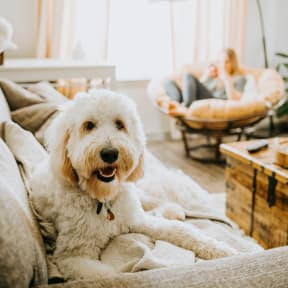 Lifestyle photo of dog at home on the couch