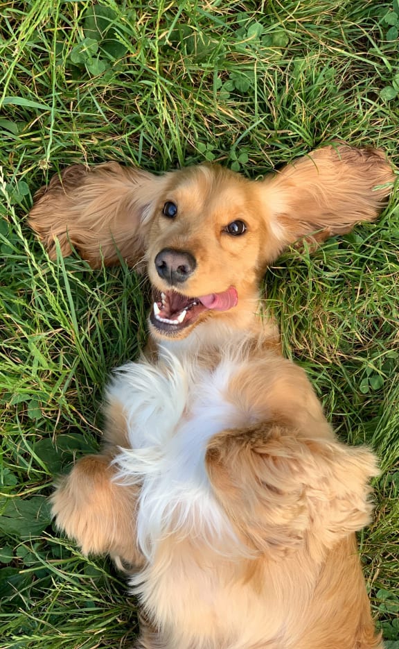 a brown and white dog laying in the grass