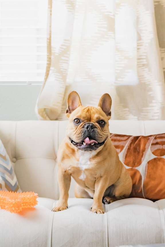 A dog is sitting on a white couch