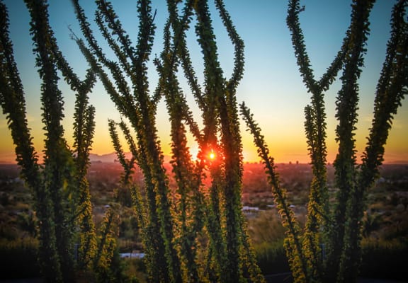 Desert landscape stock photo at Marquee Apartments in Phoenix AZ