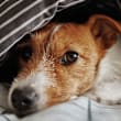 A small brown and white dog peeks out from under a striped blanket.