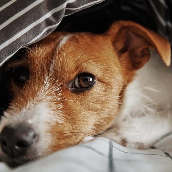 a brown and white dog laying under a blanket