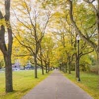 a tree lined path in a park