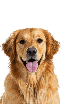 A happy golden retriever dog with its tongue out.
