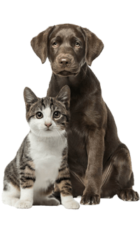 Cat and Dog Sitting at Pet Friendly Apartment at Vintage Edge Nashville Apartments, Tennessee, 37211