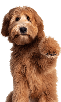 A brown dog with a black nose and brown eyes is looking up.