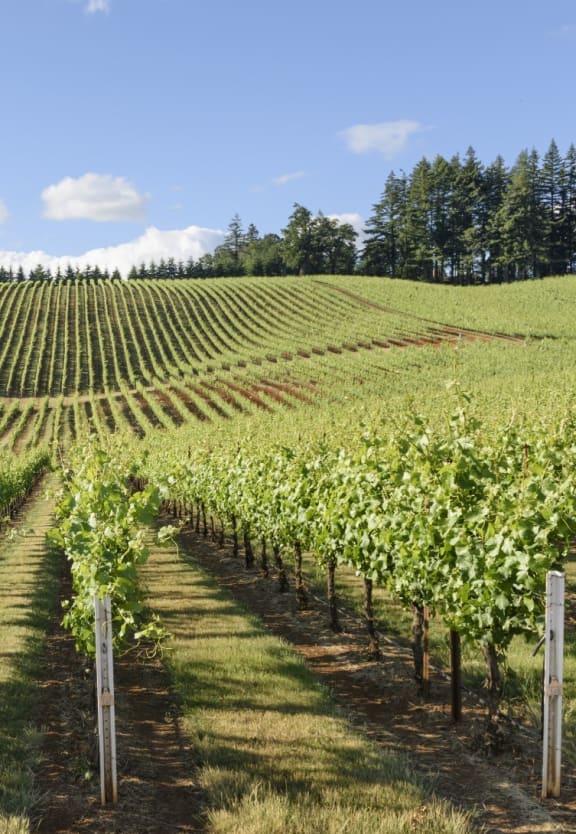 Large Vineyard on a Sunny Day