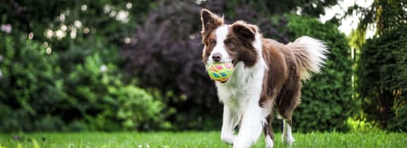 a brown and white dog walking in the grass with a ball in its mouth
