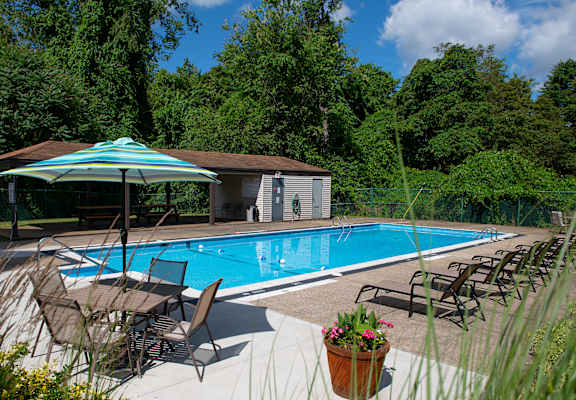 A pool surrounded by chairs and umbrellas with trees in the background.