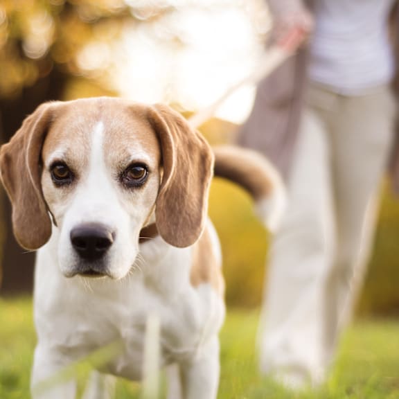 Pet friendly at Newton Place Apartments in Haslett, MI