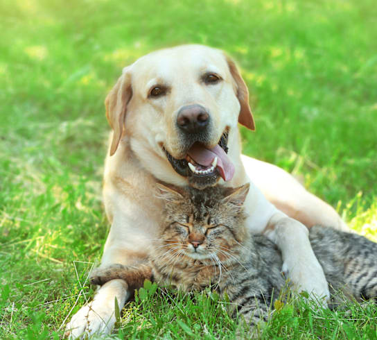 a cat and a dog laying in the grass