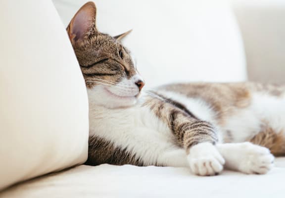Cat at pet-friendly apartments in Grand Rapids MI 