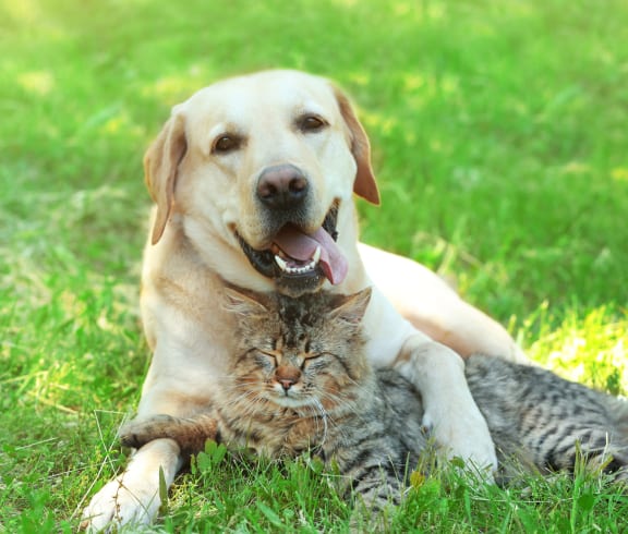 a cat and a dog laying in the grass