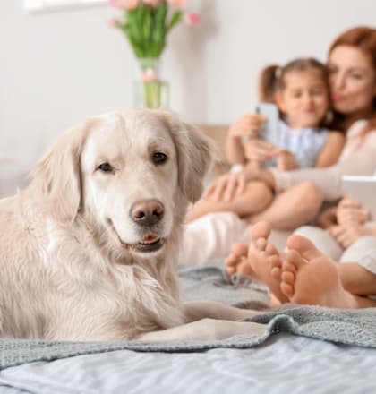 a dog laying on a bed with a family in the background