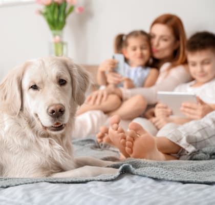 A family is sitting on a bed with a dog in front of them.