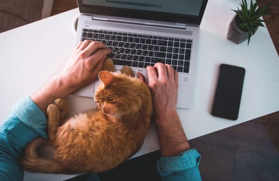 Man Typing on Laptop with Tabby Cat