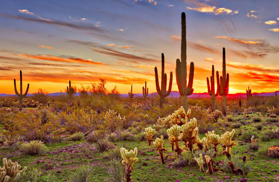 the sun sets over the desert with saguaro cactus