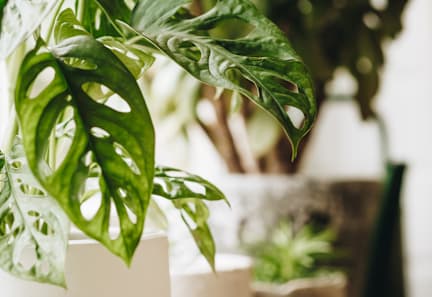 A green leafy plant in a white pot.